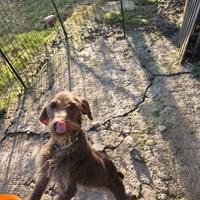 Drahthaar cucciolo 13 mesi