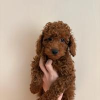 Barboncino red con pedigree enci