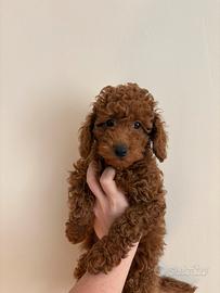 Barboncino red con pedigree enci