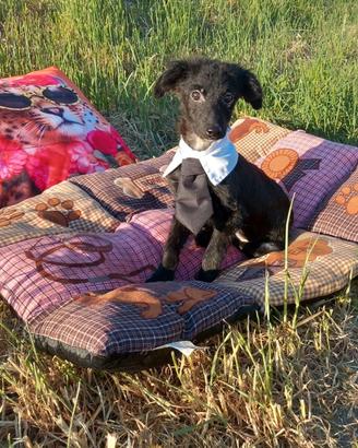 Incrocio tra cocker e barboncino nano