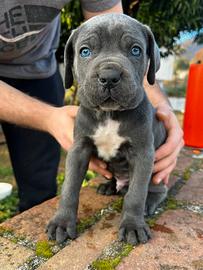 Cuccioli di cane Corso