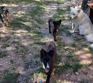 Cani futura taglia medio/grandi