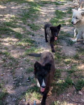 Cani futura taglia medio/grandi