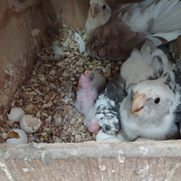 Pappagalli calopsite