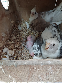 Pappagalli calopsite