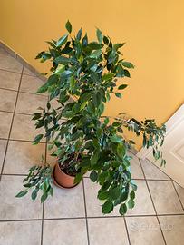 Ficus Benjamin altezza 105 cm in vaso da 25.