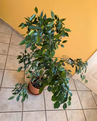 Ficus Benjamin altezza 105 cm in vaso da 25.