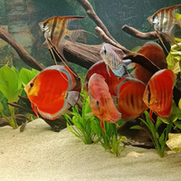 Discus
