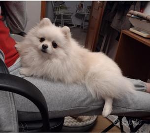 Volpina di Pomerania
