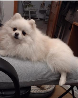 Volpina di Pomerania