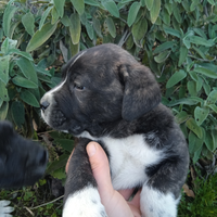 Cucciolo cane Corso