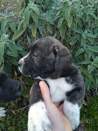 Cucciolo cane Corso