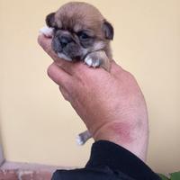 Chihuahua con pedigree - 4 cuccioli disponibili