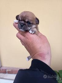 Chihuahua con pedigree - 4 cuccioli disponibili