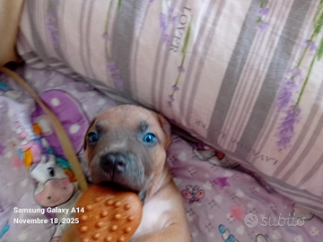 Cuccioli American Pitbull terrier Standart UKC