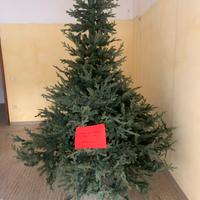 Albero natale 270 cm