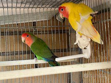 Coppia di Inseparabili