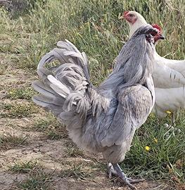 Gallo Auracana Inglese