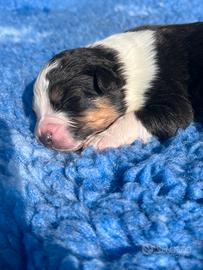 Cucciolo pastore australiano