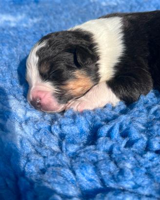 Cucciolo pastore australiano