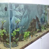 Acquario 300 lt