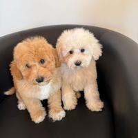 Barboncini nani maschi