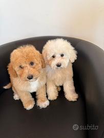 Barboncini nani maschi