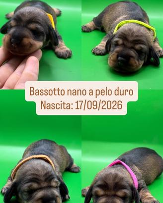 Bassotto nano a pelo duro