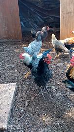 Animali da cortile