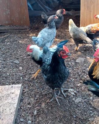 Animali da cortile