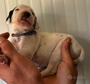 Cucciolo dalmata