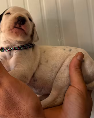 Cucciolo dalmata