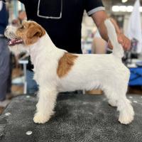 Jack Russell con pedigree per accoppiamento