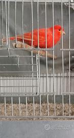 Canarino maschio rosso