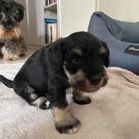 Cucciolo Schnauzer nano nero/argento