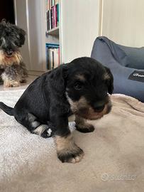 Cucciolo Schnauzer nano nero/argento