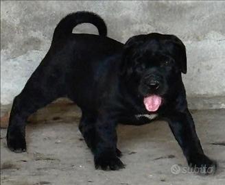 Mastino Napoletano X Cane Corso