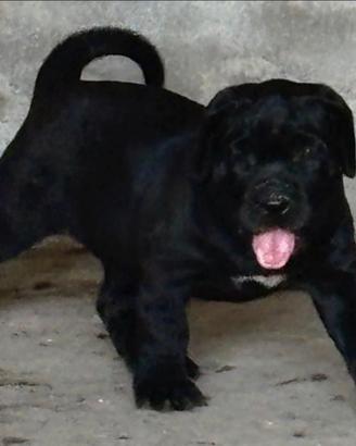 Mastino Napoletano X Cane Corso
