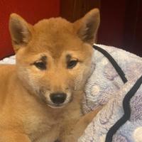 Shiba inu 2 mesi ( allevamento e negozio)