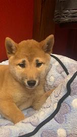 Shiba inu 2 mesi ( allevamento e negozio)