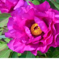 Pianta di peonia Itoh purple sensation