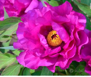 Pianta di peonia Itoh purple sensation