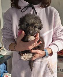 Patatosa cuccioletta in adozione