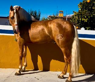 Cavallo Andaluso