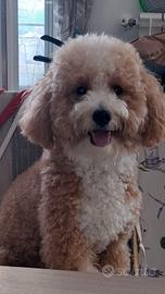 Cane da monta