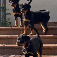 Cuccioli di rottweiler ENCI