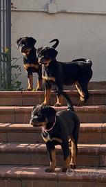 Cuccioli di rottweiler ENCI