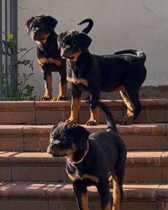Cuccioli di rottweiler ENCI