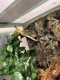 Geco ciliatus con teca