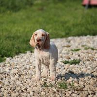 Bracco italiano